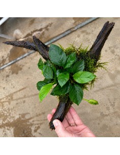 Driftwood extra petit avec anubias 11,90 €