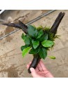 Driftwood extra petit avec anubias 11,90 €