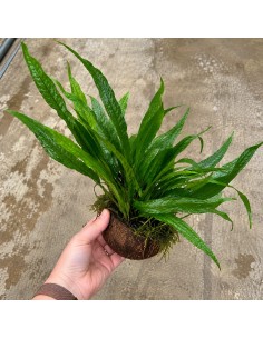 1/2 noix de coco avec microsorum 11,98 €
