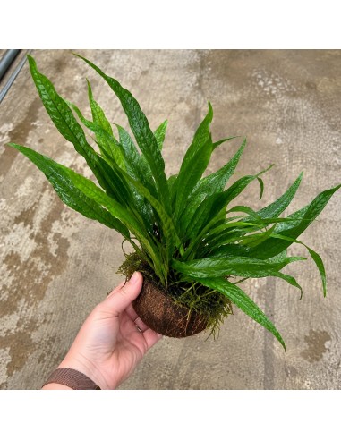 1/2 noix de coco avec microsorum - Aquabota.com
