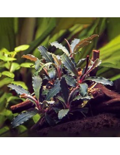 Bucephalandra sp. 'Red Scorpio' 7,50 € Dennerle plants