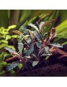 Bucephalandra sp. 'Red Scorpio' 7,50 € Dennerle plants