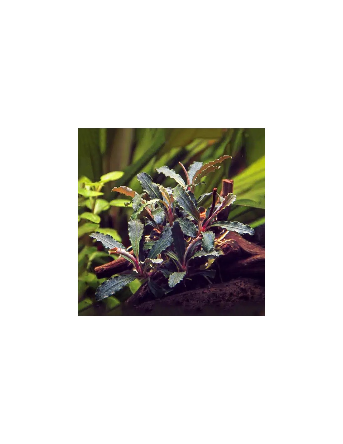 Bucephalandra sp. 'Red Scorpio' 7,50 € Dennerle plants