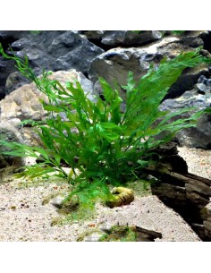 Bolbitis heudelotii - Aquabota.com