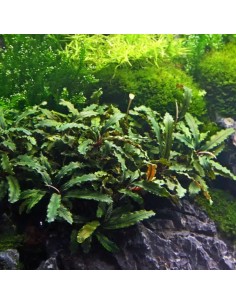 Bucephalandra pygmaea 'Bukit Kelam'- Tropica 8,99 € Tropica