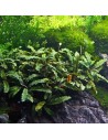 Bucephalandra pygmaea 'Bukit Kelam' - In vitro Tropica 9,90 € Tropica