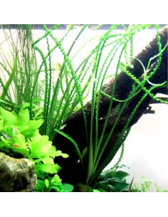 Crinum calamistratum - Aquabota.com