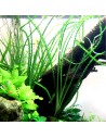 Crinum calamistratum 8,00 €