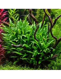 Microsorum pteropus 'Petit' In Vitro Cup - Aquabota.com