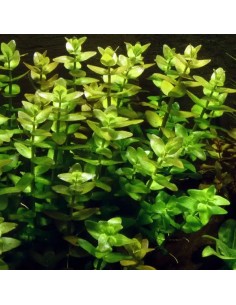 Bacopa caroliniana (amplexicaulis) - Aquabota.com