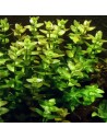 Bacopa caroliniana (amplexicaulis) 3,25 €