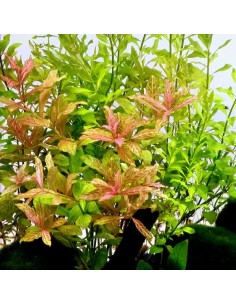 Hygrophila polysperma 'Rosanervig'- Tropica 4,78 € Tropica