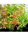 Hygrophila polysperma 'Rosanervig'- Tropica 4,78 € Tropica
