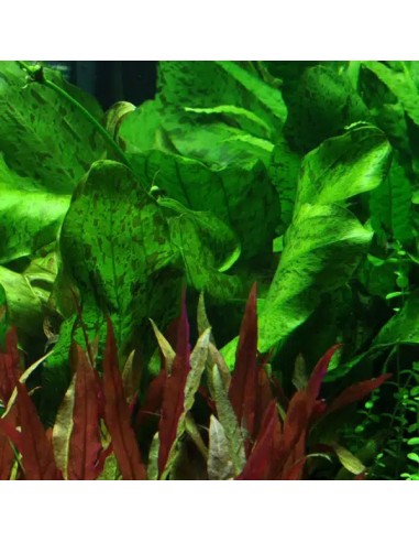Echinodorus 'Ozelot Green' - Aquabota.com