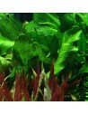 Echinodorus 'Ozelot Green' - Aquabota.com