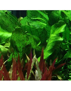 TROPICA Echinodorus 'Ozelot Green' - Aquabota.com