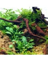 Schismatoglottis prietoi 1-2-Grow! limited edition 12,00 € Tropica