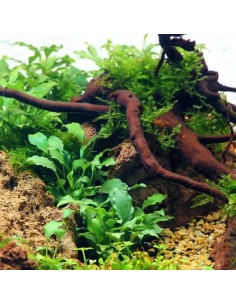 Schismatoglottis Prietoi 5 cm - Aquabota.com
