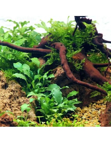 Schismatoglottis Prietoi 5 cm - Aquabota.com