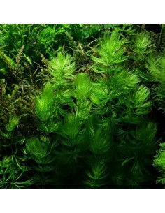 Ceratophillum demersum - Aquabota.com