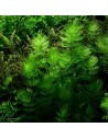 Ceratophillum demersum - Aquabota.com