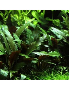 TROPICA Cryptocoryne beckettii 'Petchii' - Aquabota.com