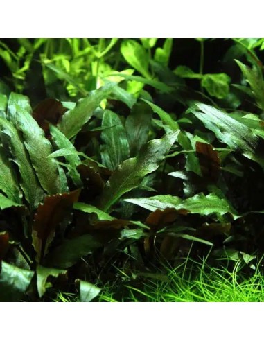 Cryptocoryne beckettii 'Petchii'- Tropica 5,85 € Tropica
