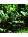 Cryptocoryne beckettii 'Petchii'- Tropica 5,85 € Tropica