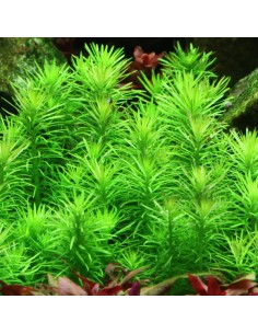 Pogostemon erectus (deccanensis) In Vitro Cup - Aquabota.com