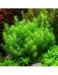 Rotala species 'Green' - Aquabota.com