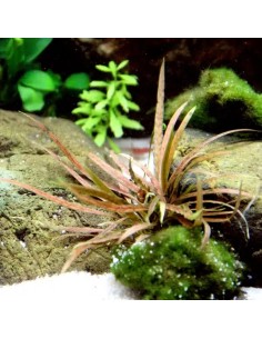 Cryptocoryne albida (costata) - Aquabota.com