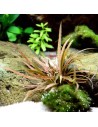 Cryptocoryne albida (costata) - Aquabota.com