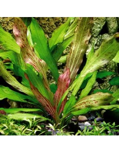 Echinodorus Dschungelstar No. 3 'Python'