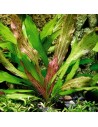 Echinodorus Dschungelstar No. 3 'Python'