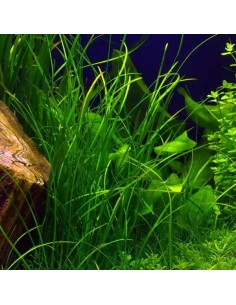 TROPICA Vallisneria nana - Aquabota.com