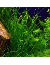 Vallisneria nana- Tropica 5,70 € Tropica