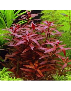Ludwigia perennis 3,35 €