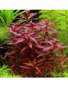 Ludwigia perennis 3,35 €