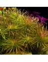 Pogostemon stellatus- Tropica 5,99 € Tropica