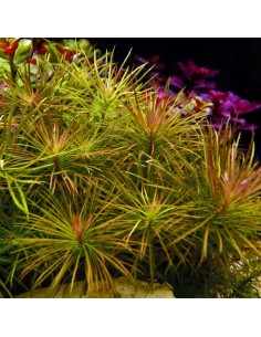 Pogostemon stellatus In Vitro Cup - Aquabota.com