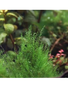 Amblystegium serpens In Vitro Cup - Aquabota.com