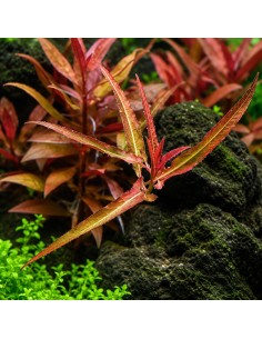 Persicaria praetermissa Ruby 5,00 €