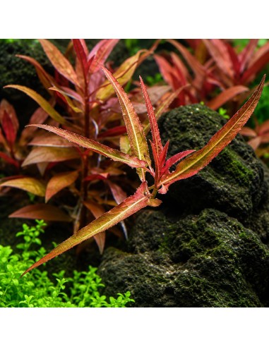 Persicaria praetermissa Ruby 5,00 €