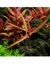 Persicaria praetermissa Ruby 5,00 €