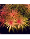 Ludwigia inclinata 'Cuba'- Tropica 7,00 € Tropica