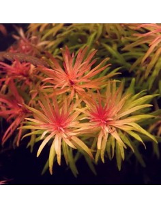Ludwigia inclinata var. Cuba - In Vitro 5,00 €