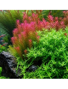 Rotala wallichii - Aquabota.com