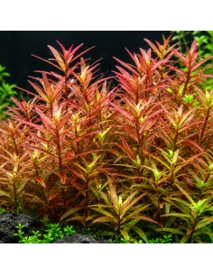 Rotala species 'Yao Yai' 3,25 €