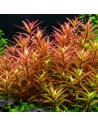 Rotala species 'Yao Yai' 3,25 €