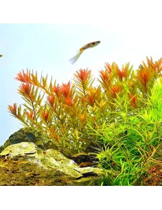 Rotala rotundifolia 'Orange Juice' 3,25 €
